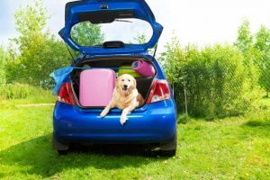 Molti bagagli in auto e un cane