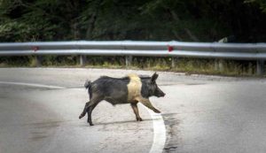 impatto con cinghiali in strada