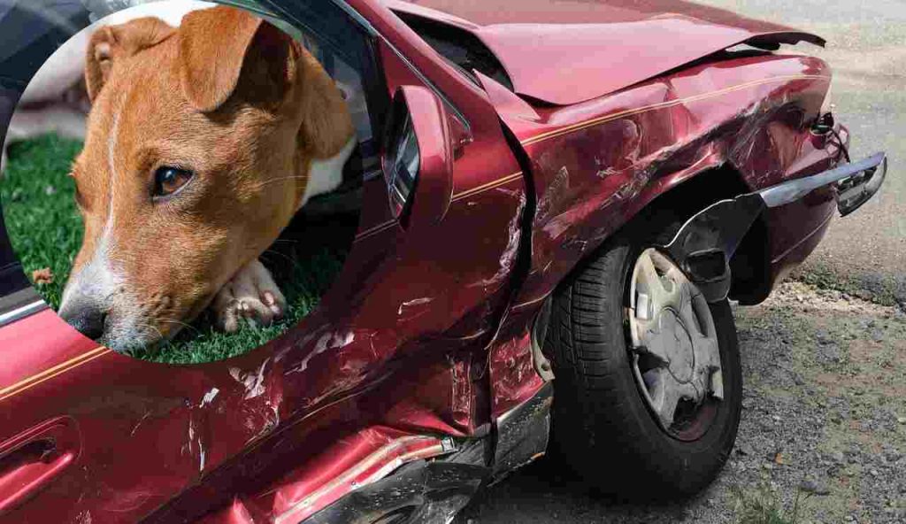 Auto incidentata e cane